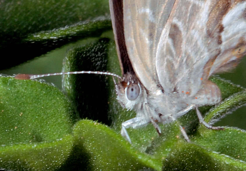 Cacyreus marshalli